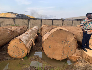 200 mm x 300 mm x 4000 mm  建築材 白梧桐木 R/S KD