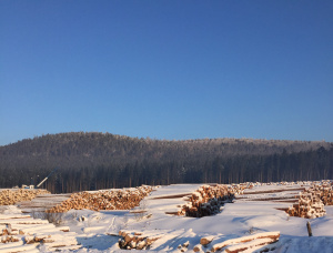 Siberian Pine Sawlog 24 mm x 6 m