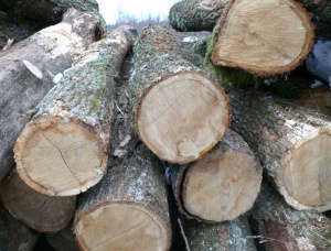 White Oak Sawlog 4 m x 300 mm