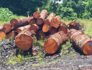 Mahogany Standing timber 100000 m<sup>3</sup>