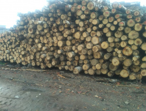 Stehendes Holz Zucker-Birke 4000 m<sup>3</sup>