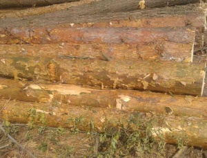 Saw logs Pine 260 mm x 3.80 m