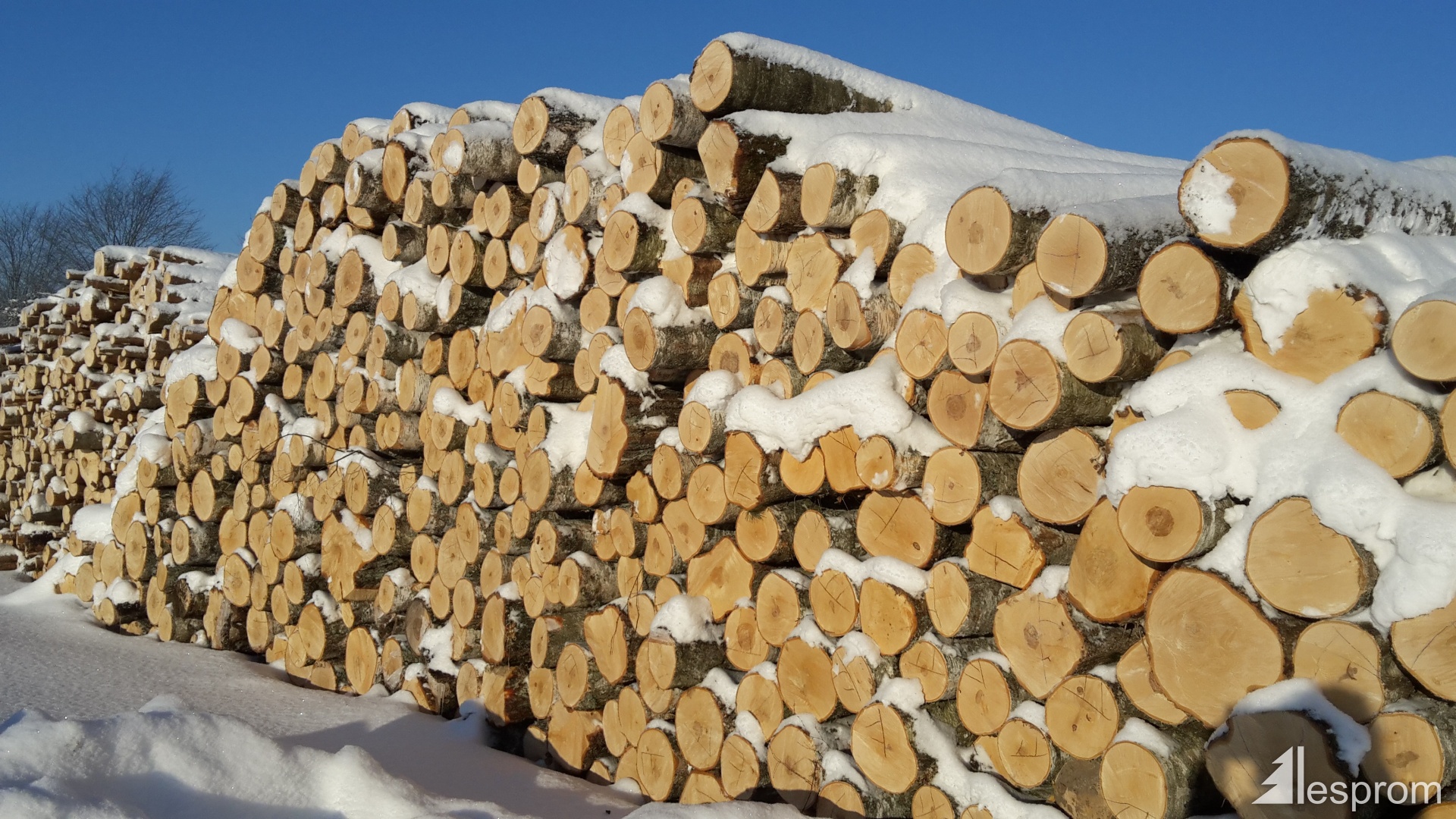 Birch logs 18 cm x 3 m