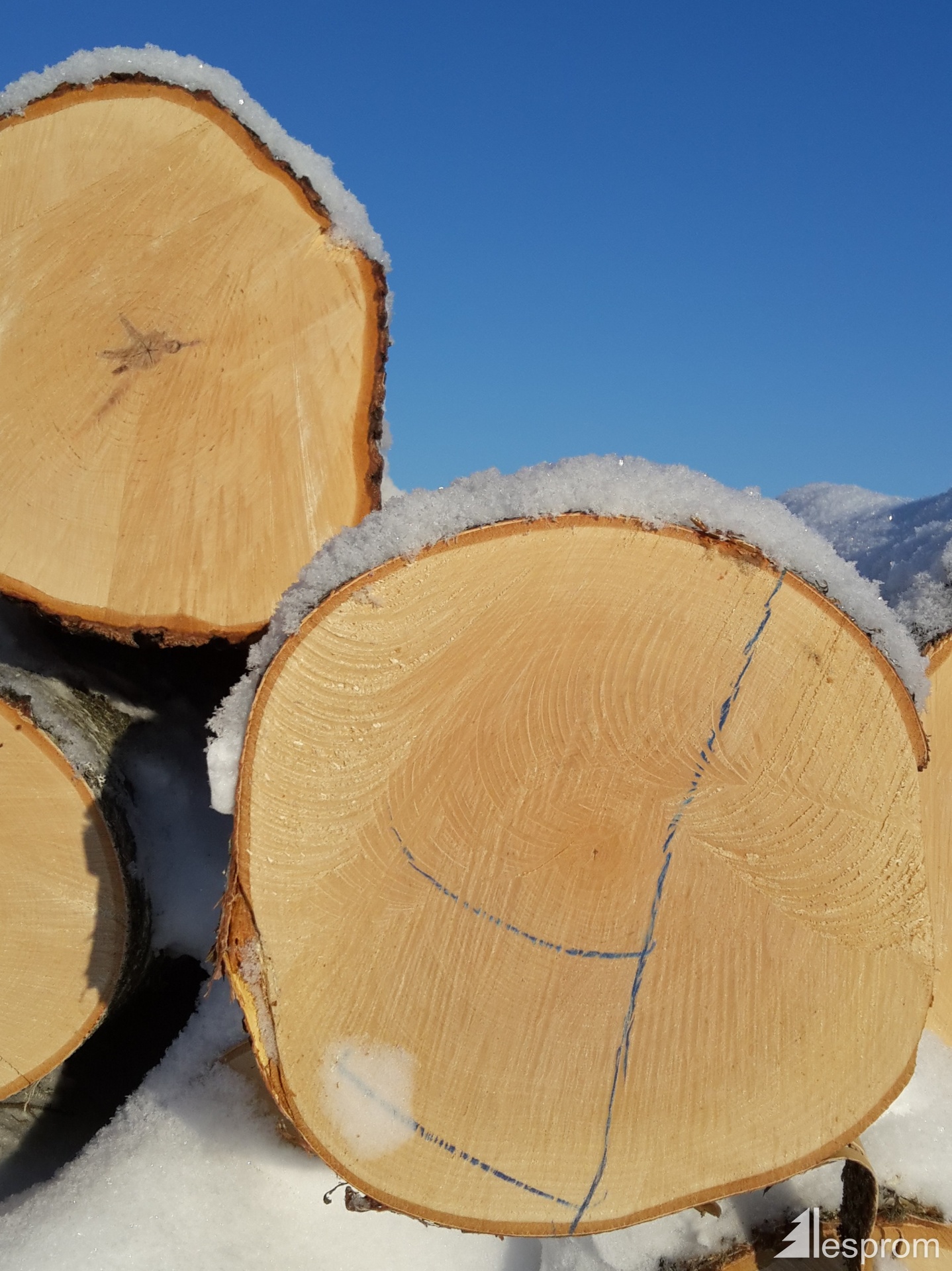 Birch logs 18 cm x 3 m