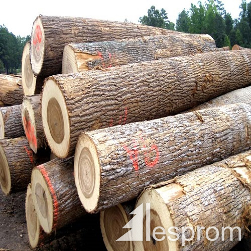 Poplar Veneer logs 500 mm x 6 m