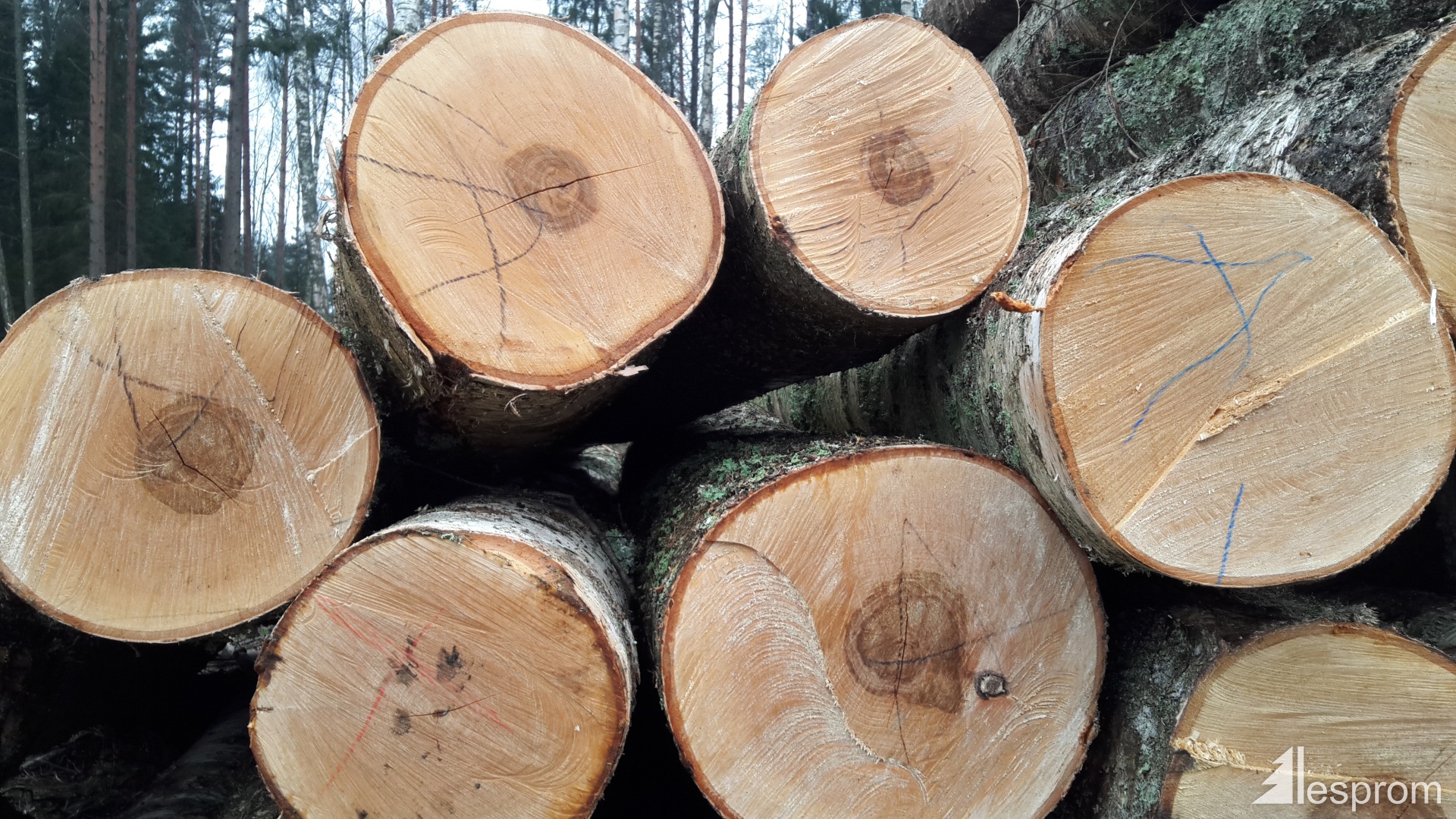 Birch logs 18 cm x 3 m