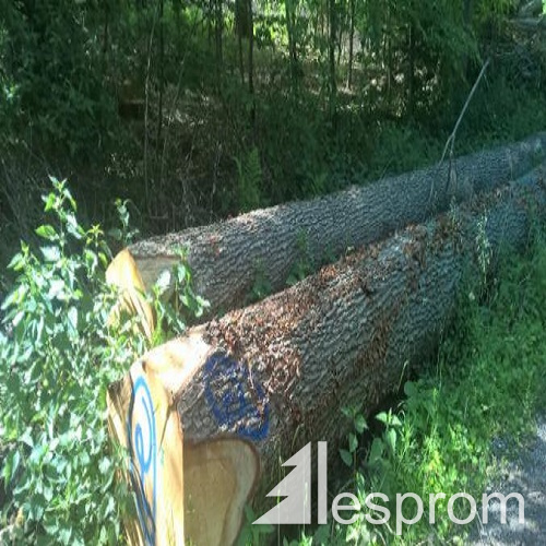 Oak Veneer logs 500 mm x 6 m