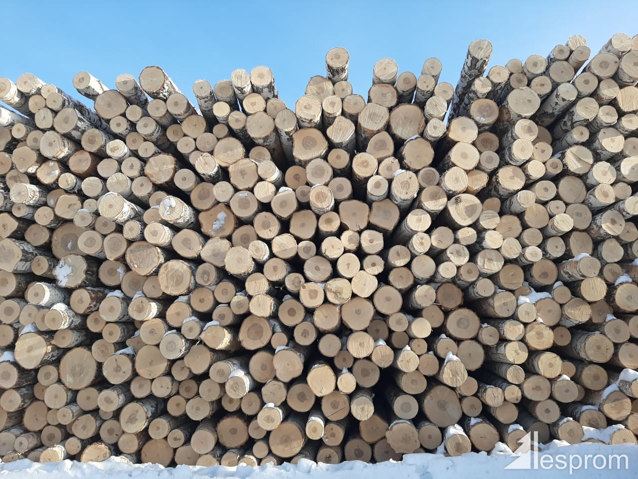 VENEER LOGS – Veneer Logs Shipped Worldwide!