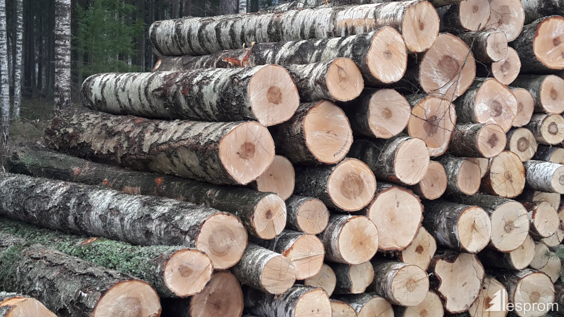 Birch logs 18 cm x 3 m
