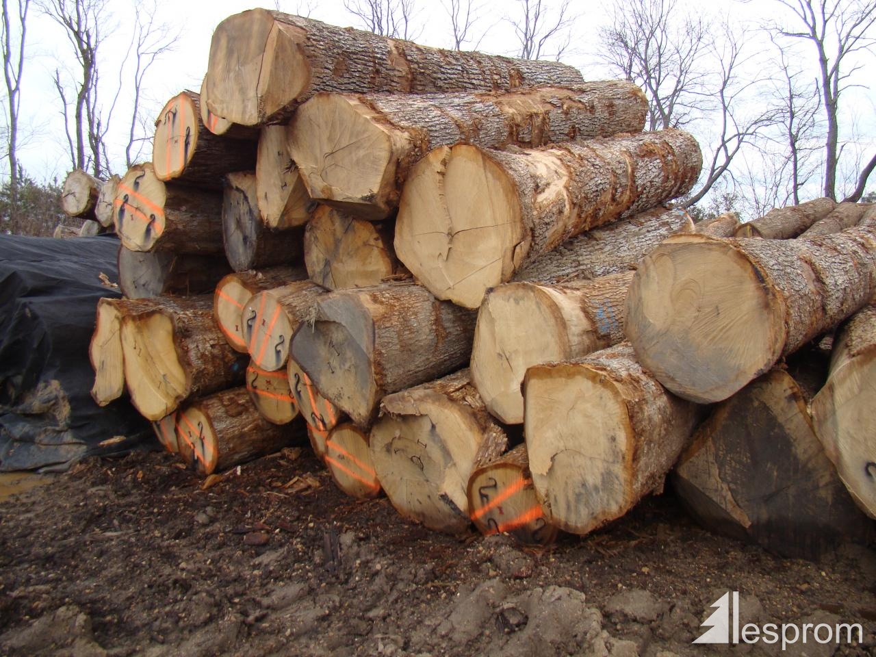 Oak logs 3.8 m