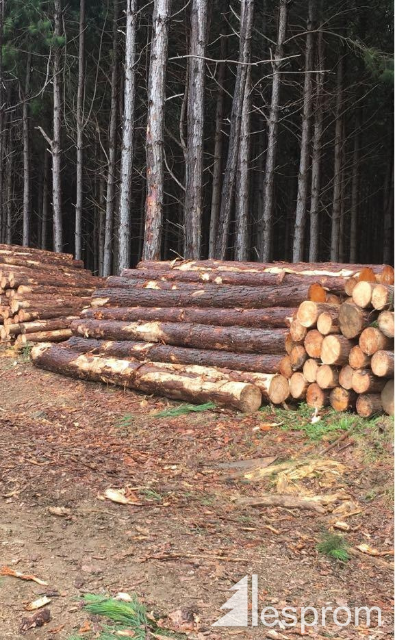SprucePine (SP) Veneer logs 400 mm x 5 m
