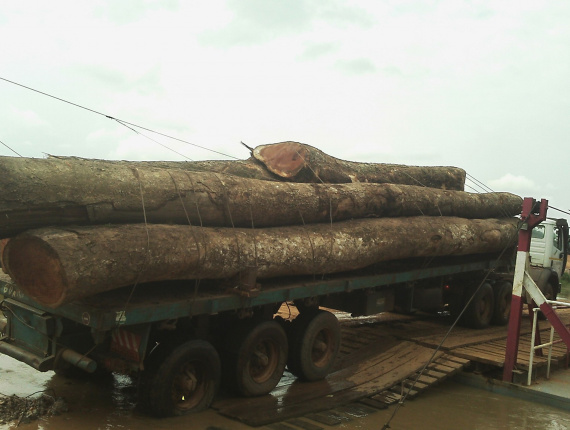 Sapelli (Sapele, Aboudikro, Penkwa, Lifaki) Tree Seedlings  121-130