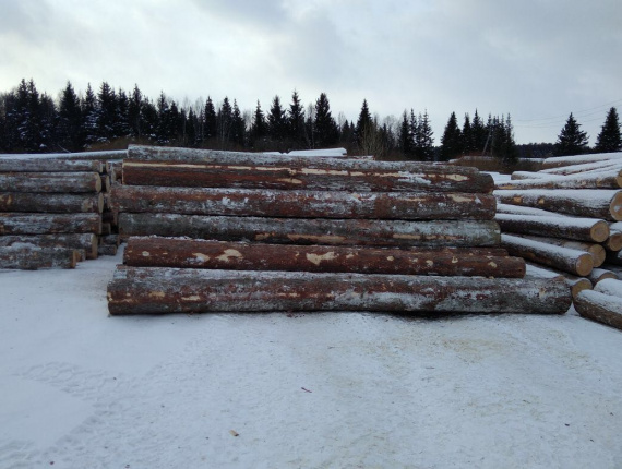 Siberian spruce Sawlog 300 mm x 6 m