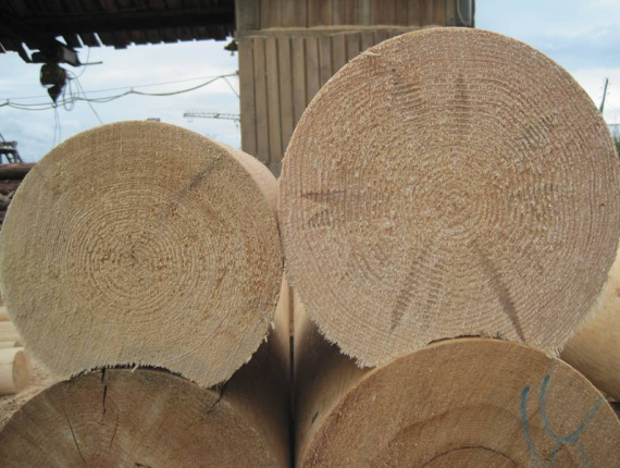 Zylindrisch rundholz Sibirische Lärche 260 mm x 6 m