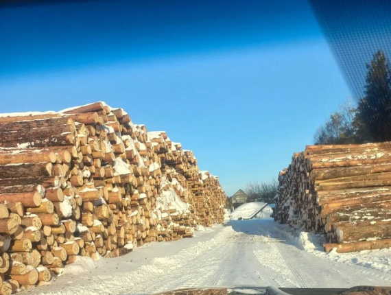 鋸日誌 西伯利亚松 400 mm x 6 m