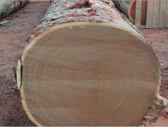 Sapelli (Sapele, Aboudikro, Penkwa, Lifaki) Sawlog 30 in. x 15 ft.