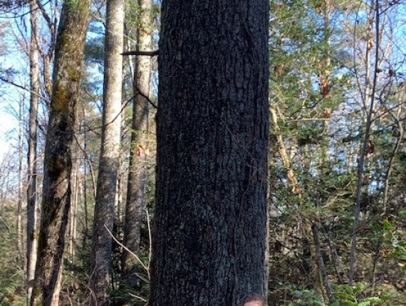 Eastern White Pine and Radiata Pine Standing timber 8000 cft