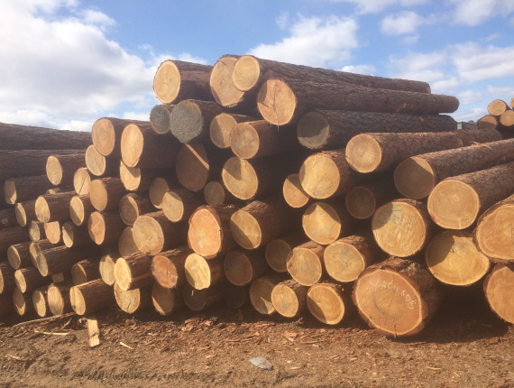 Siberian Larch Sawlog 30 mm x 6 m