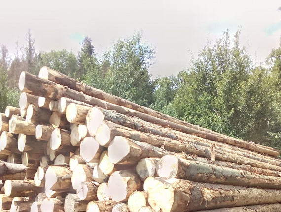 Spruce-Pine-Fir (SPF) Sawlog 400 mm x 11.8 m