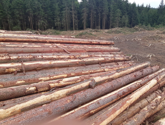 European spruce Sawlog 500 mm x 11 m