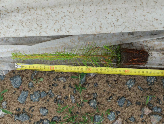 Scots Pine Tree Seedlings 21-30