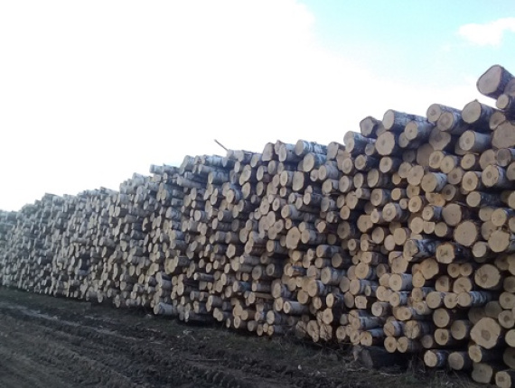 Paper Birch Veneer logs 60 mm x 5.4 m