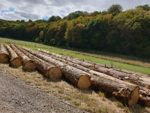 European spruce Sawlog 400 mm x 11.8 m