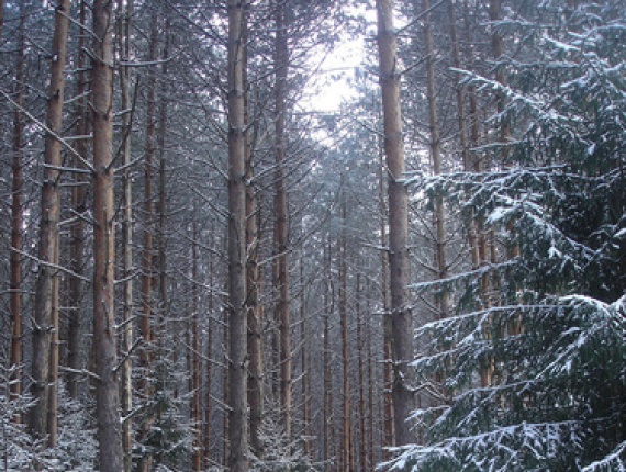 Лес на корню в Ленинградской области