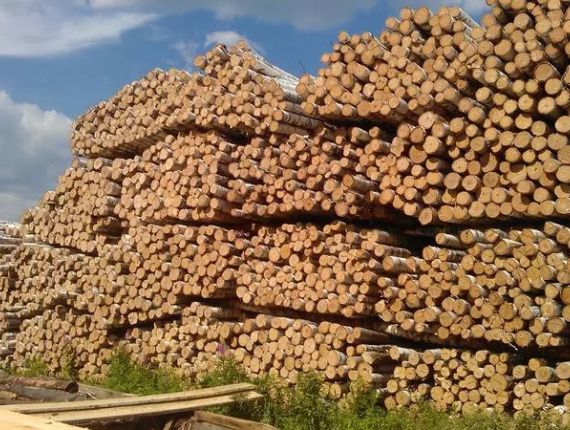 Балансовая древесина Береза 600 мм x 6 м
