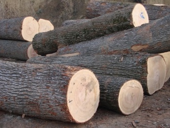 White Oak Sawlog 4 m x 300 mm