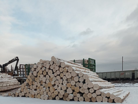 Silver Birch Veneer logs 600 mm x 6 m
