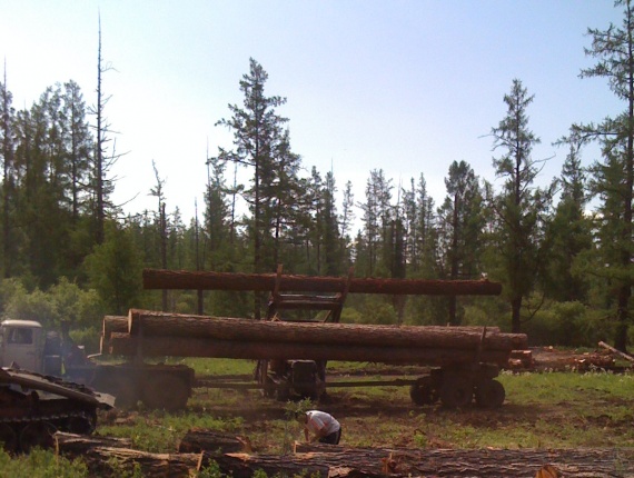 Saw logs