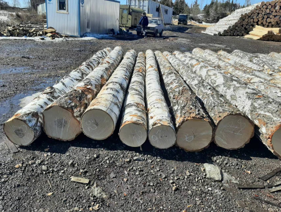Silver Birch Veneer logs 600 mm x 4 m