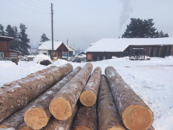 Siberian Pine Sawlog 30 mm x 6 m