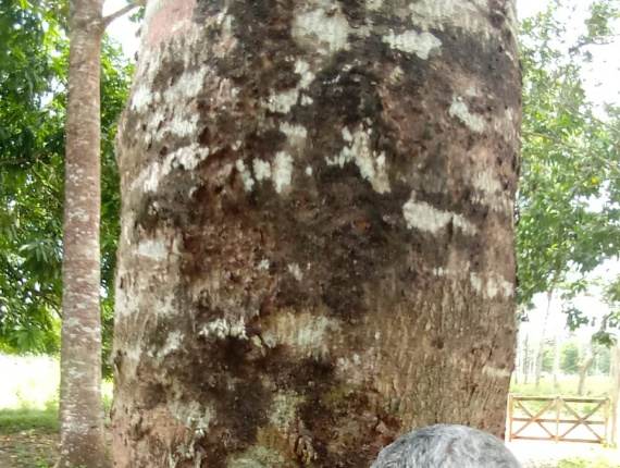 100 мм x 500 мм x 6000 мм  Столярная доска Красное дерево (Махагони) GR