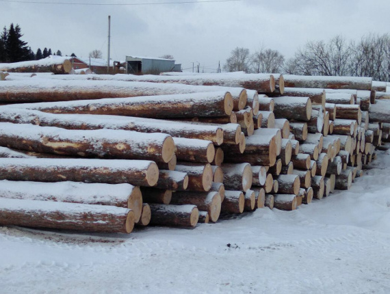 Siberian spruce Sawlog 500 mm x 6 m