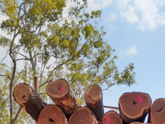 Sägeblöcke Eisenholz Cooktown 700 mm x 7 m