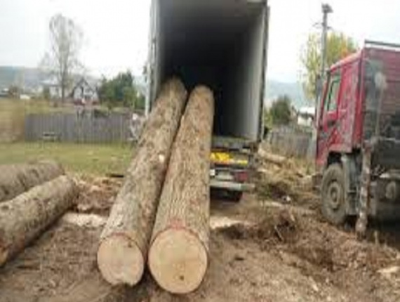Siberian spruce Veneer logs 400 mm x 6 m
