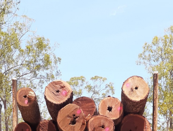 Cooktown Ironwood Sawlog 700 mm x 2.1 m