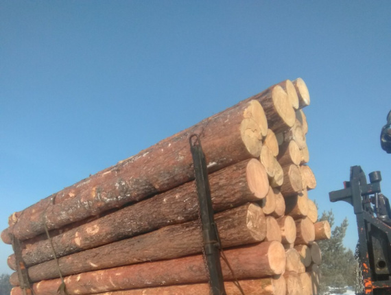 Siberian Pine Sawlog 500 mm x 6 m