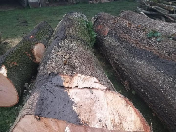 Oak Sawlog 650 mm x 11.8 m
