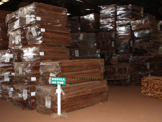 250 mm x 150 mm x 5100 mm AD R/S  Zingana (Zebrano, Zebrawood, Allen ele) Lumber
