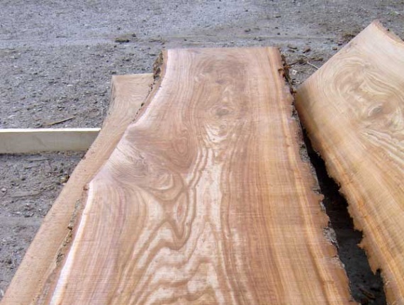 65 mm x 500 mm x 4000 mm Elm Flitch