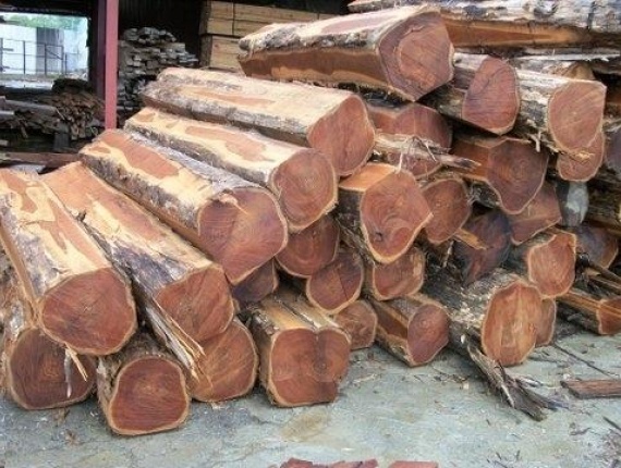 Bilinga (Opepe, Badi) Sawlog 200 mm x 8 m