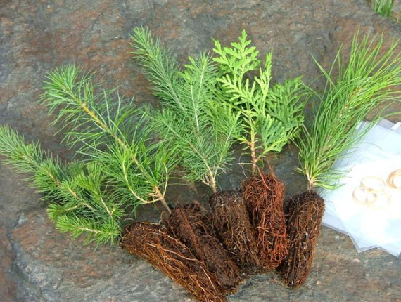 Austrian black pine Tree Seedlings  71-80