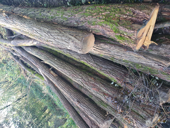 木杆 刺槐 250 mm x 6 m