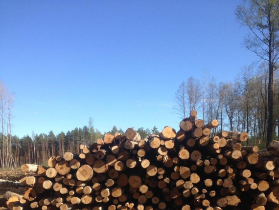 Birch Pulpwood 150 mm x 6 m