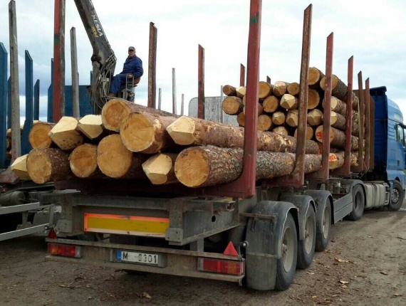 Saw logs Pine 260 mm x 3.80 m