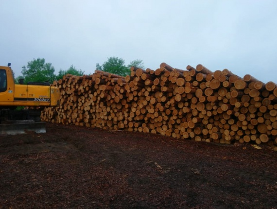 Siberian Pine Sawlog 200 mm x 6 m