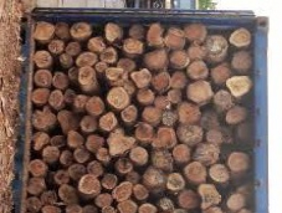 Hemlock Sawlog 20 in. x 19 ft.